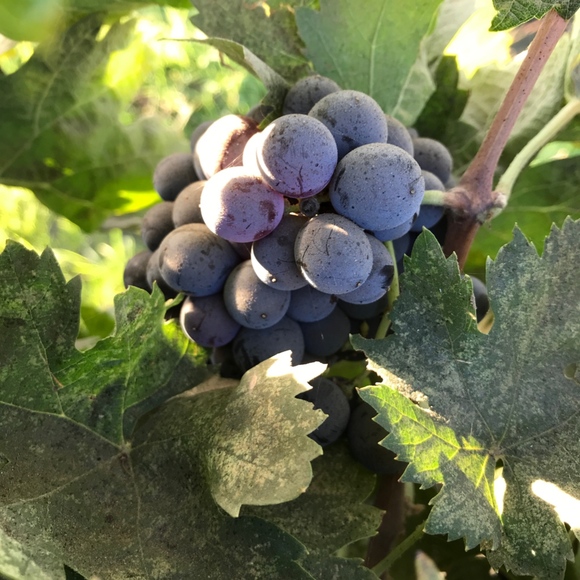 Meet your Posher, Jennifer - Picture 5 of 8